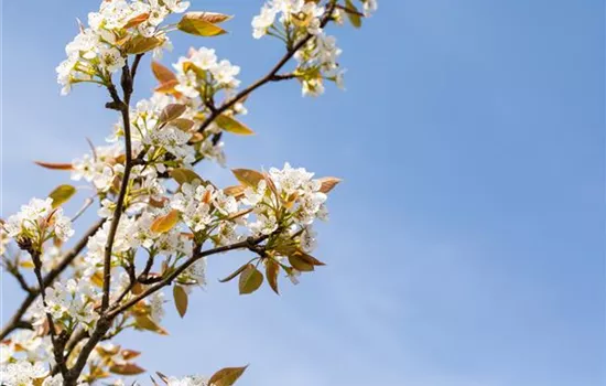 Pyrus pyrifolia 'Kumoi'  Pyrus pyrifolia 'Kumoi'