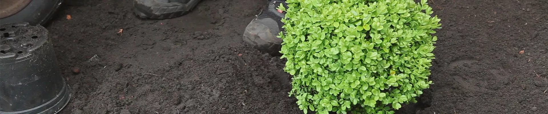 Buchsbaum - Einpflanzen im Garten (thumbnail) Buchsbaum - Einpflanzen im Garten (thumbnail)