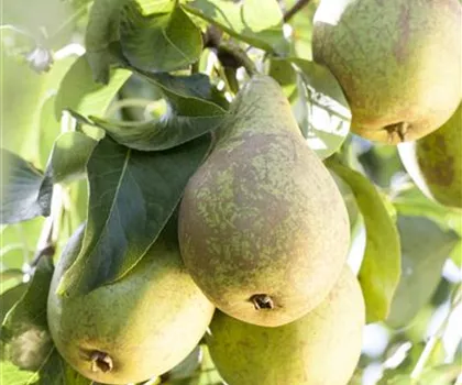 Pyrus communis 'Conference'