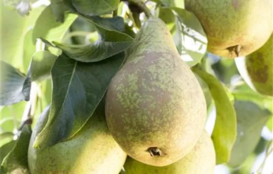 Pyrus communis 'Conference'