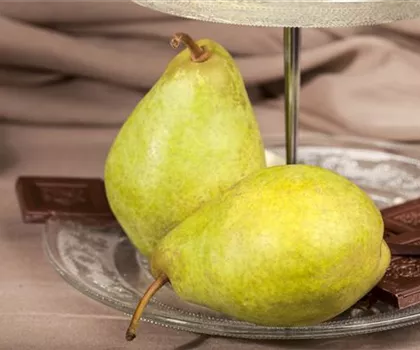 Pyrus communis 'Condo'