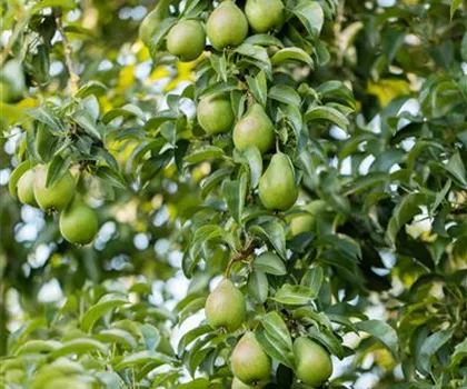Pyrus communis 'Gräfin von Paris' 