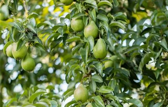 Pyrus communis 'Gräfin von Paris' 