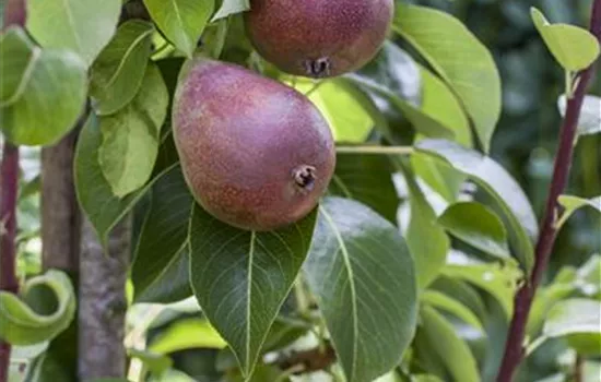 Pyrus communis 'Rote Williams Christ' 