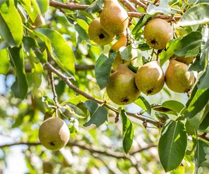 Pyrus communis 'Gute Luise von Avranches' 