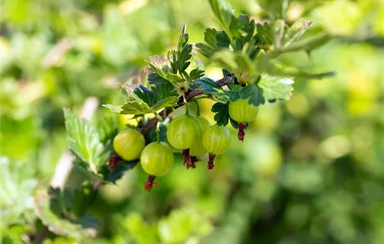 Ribes uva-crispa 'Mucurines' 