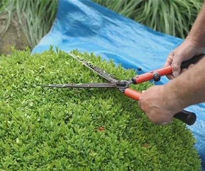 Buchsbaum - Zurückschneiden Buchsbaum - Zurückschneiden