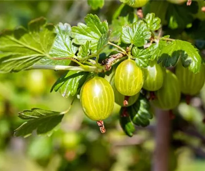 Ribes uva-crispa 'Hinnonmäki gelb' 