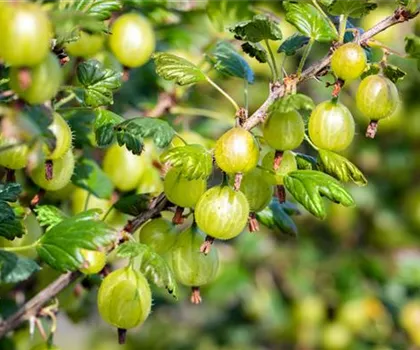 Ribes uva-crispa 'Invicta' 