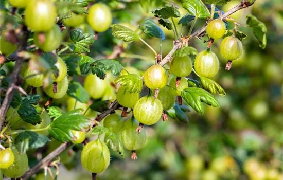 Ribes uva-crispa 'Invicta' 