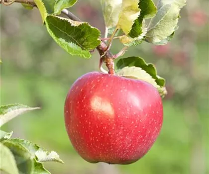 Malus domestica 'Alkmene'  Malus domestica 'Alkmene'