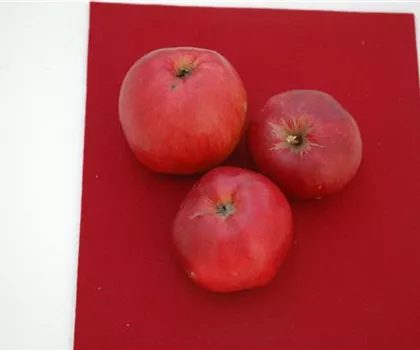 Malus domestica 'Danziger Kantapfel'  Malus domestica 'Danziger Kantapfel'