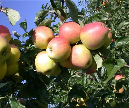 Malus domestica 'Finkenwerder Herbstprinz'  Malus domestica 'Finkenwerder Herbstprinz'