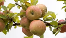 Winterapfel 'Goldparmäne'