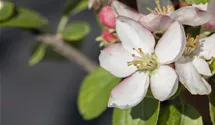 Winterapfel 'Goldparmäne'