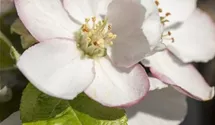 Winterapfel 'Goldparmäne'