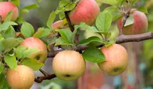 Winterapfel 'Goldparmäne'