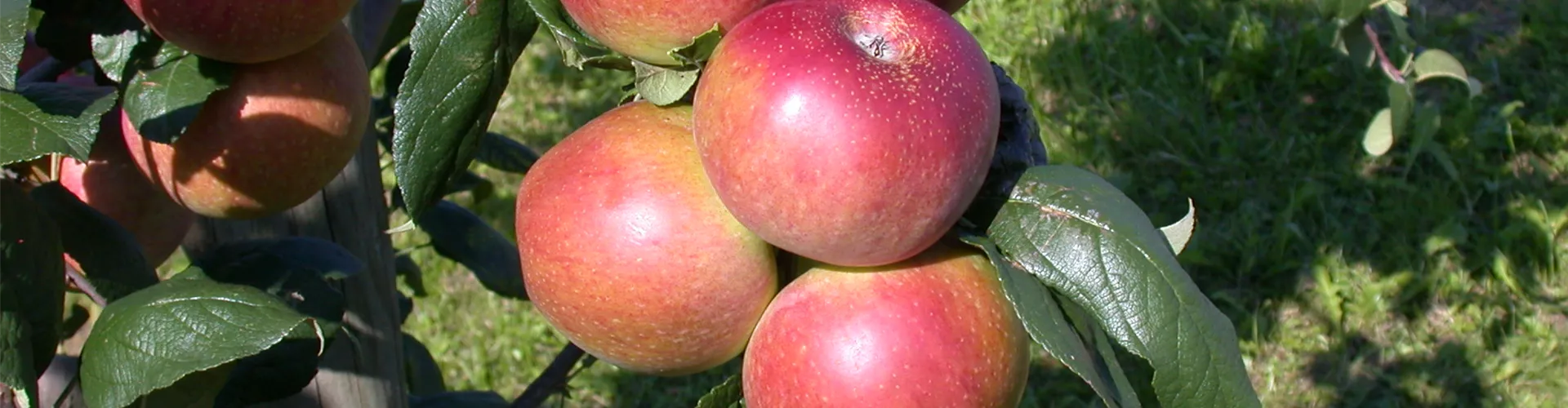 Malus domestica 'Red River'®