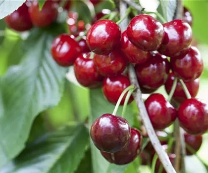 Prunus avium 'Burlat'  Prunus avium 'Burlat'