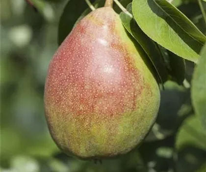 Pyrus communis 'Clapps Liebling' 