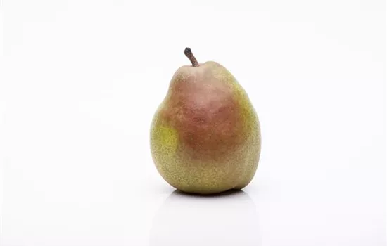 Pyrus communis 'Vereinsdechantsbirne' 