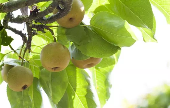 Pyrus pyrifolia 'Kosui' 