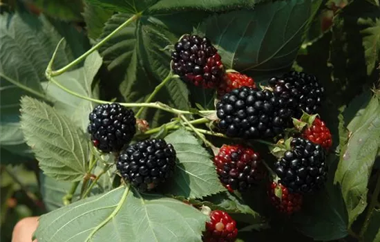 Rubus occidentalis 'Black Jewel' 