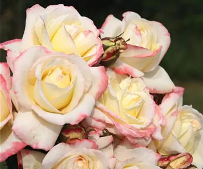 Rosa 'Athene'  Rosa 'Athene'