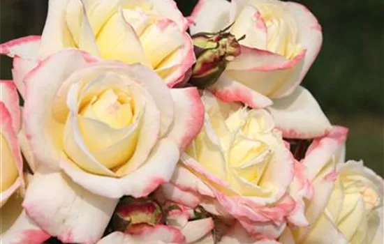 Rosa 'Athene'  Rosa 'Athene'