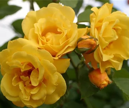 Rosa 'Golden Gate' 