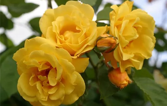 Rosa 'Golden Gate' 