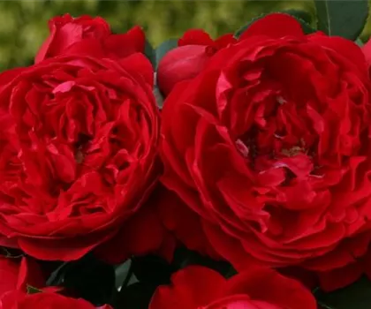 Rosa 'Florentina'  Rosa 'Florentina'