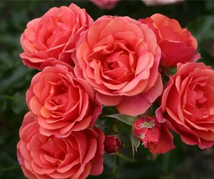 Rosa 'Mandarin'  Rosa 'Mandarin'