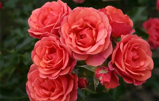 Rosa 'Mandarin'  Rosa 'Mandarin'