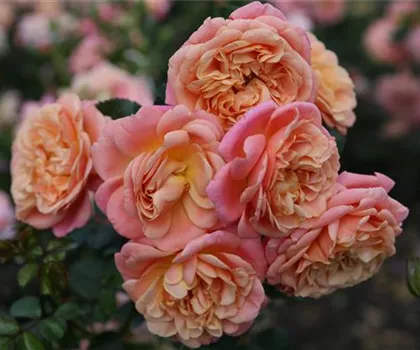 Rosa 'Peach Melba' 