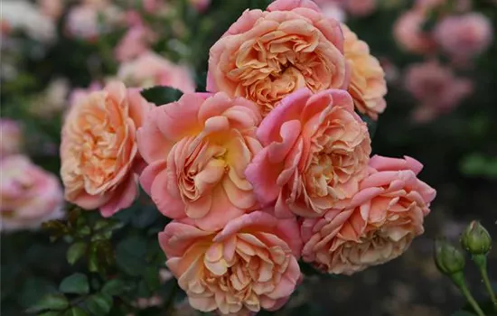 Rosa 'Peach Melba' 