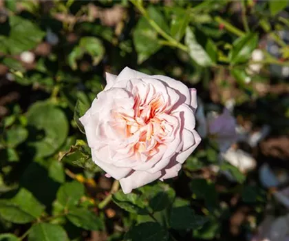 Rosa 'Gruß an Aachen'  Rosa 'Gruß an Aachen'