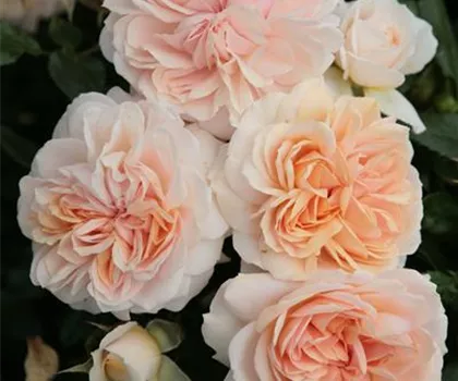 Rosa 'Garden of Roses'  Rosa 'Garden of Roses'