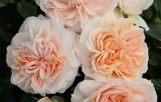 Rosa 'Garden of Roses'  Rosa 'Garden of Roses'