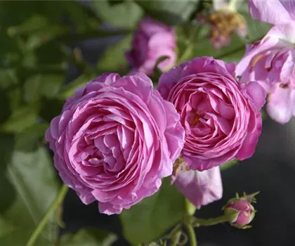 Rosa 'Louise Odier' 