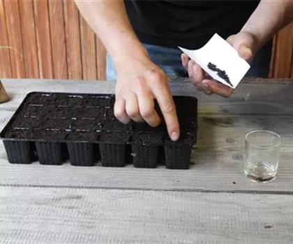 Sonnenblumen - Aussäen von Samen Sonnenblumen - Aussäen von Samen