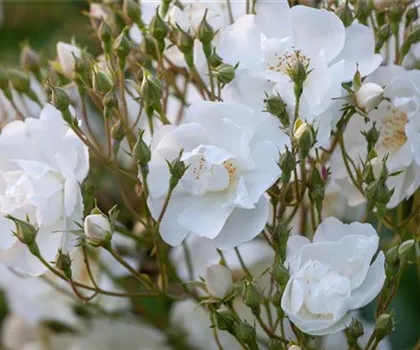 Rosa 'Bobby James'  Rosa 'Bobby James'