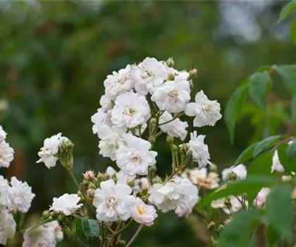 Rosa 'Paul's Himalayan Musk' 