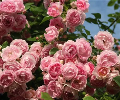 Rosa 'Jasmina' 