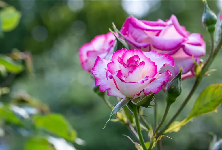 Strauchrose Strauchrose