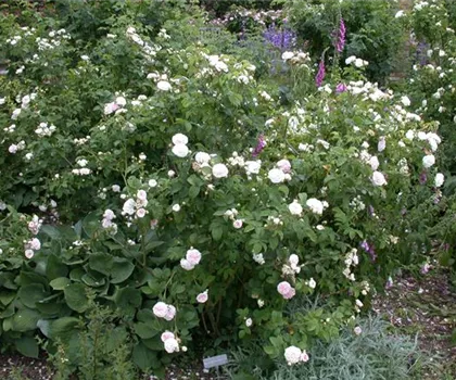 Rosa 'Félicité Parmentier'  Rosa 'Félicité Parmentier'