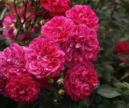 Rosa 'Roxy'  Rosa 'Roxy'