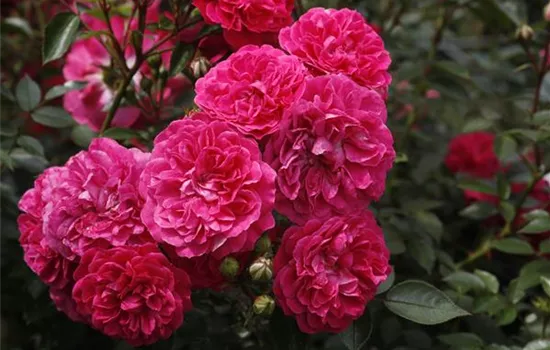 Rosa 'Roxy'  Rosa 'Roxy'