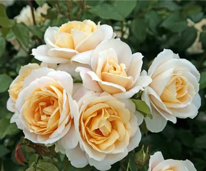 Rosa 'Lions-Rose'  Rosa 'Lions-Rose'