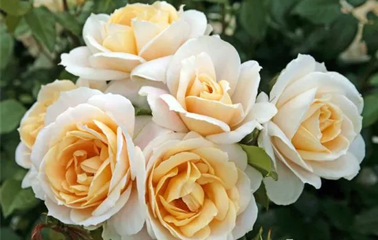 Rosa 'Lions-Rose'  Rosa 'Lions-Rose'